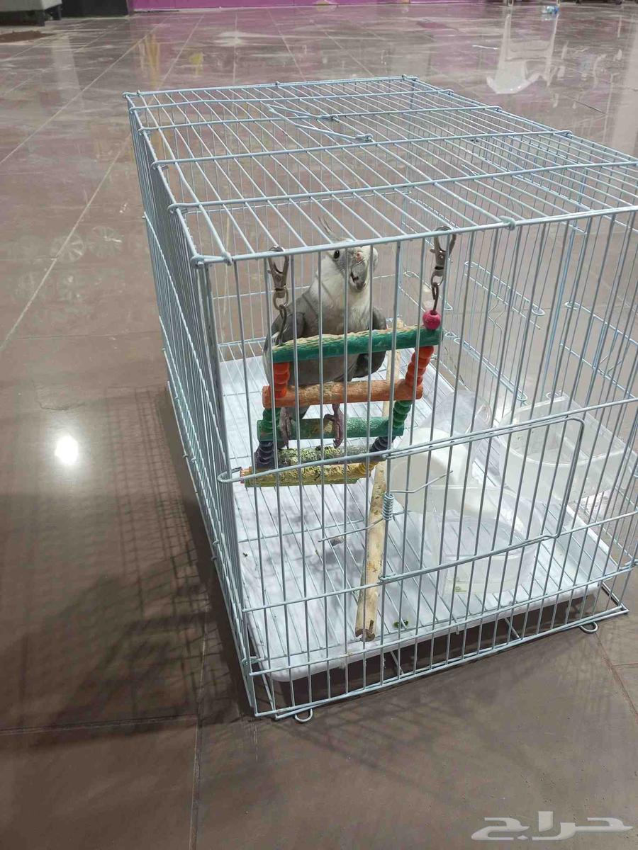 Parrot for sale at reasonable price63673279979649112