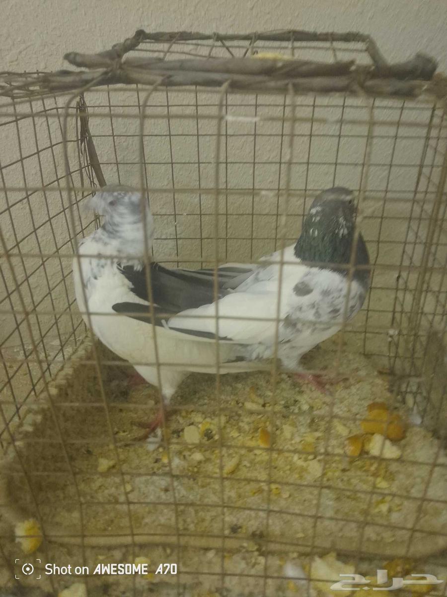 ثلاث ازواج حمام بكستاني63670622762626110
