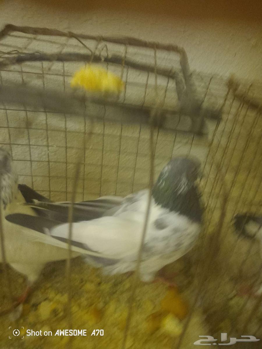ثلاث ازواج حمام بكستاني63670622762626111