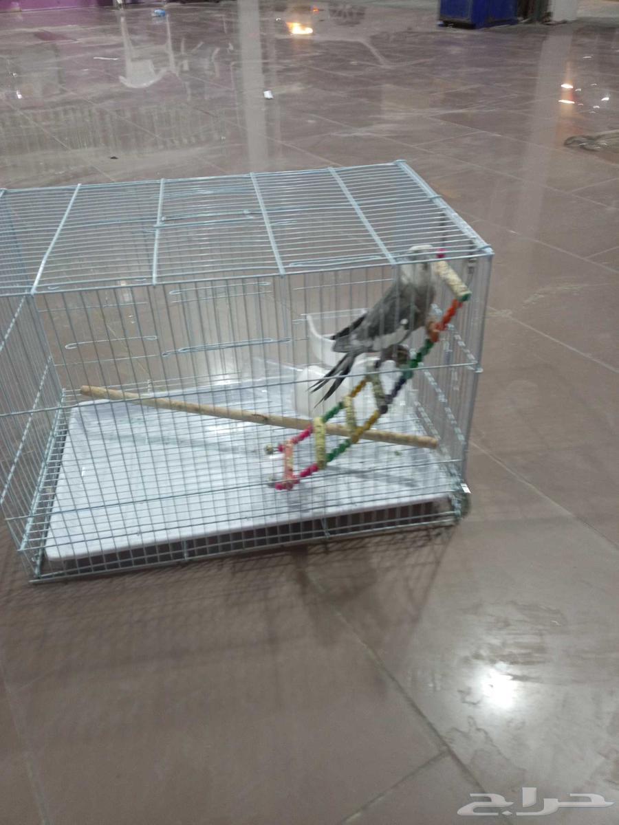 Parrot for sale at reasonable price63673279979649110