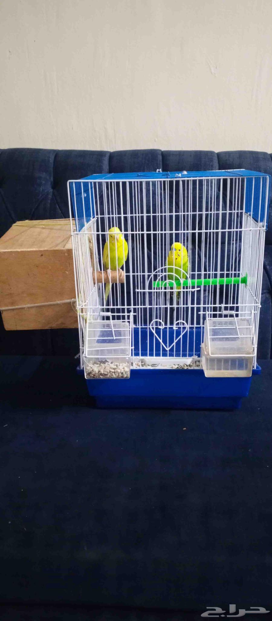 Budgerigars for sale with cage63669108419971111