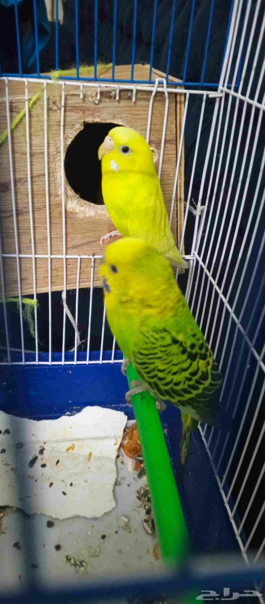 Budgerigars for sale with cage63669108419971113