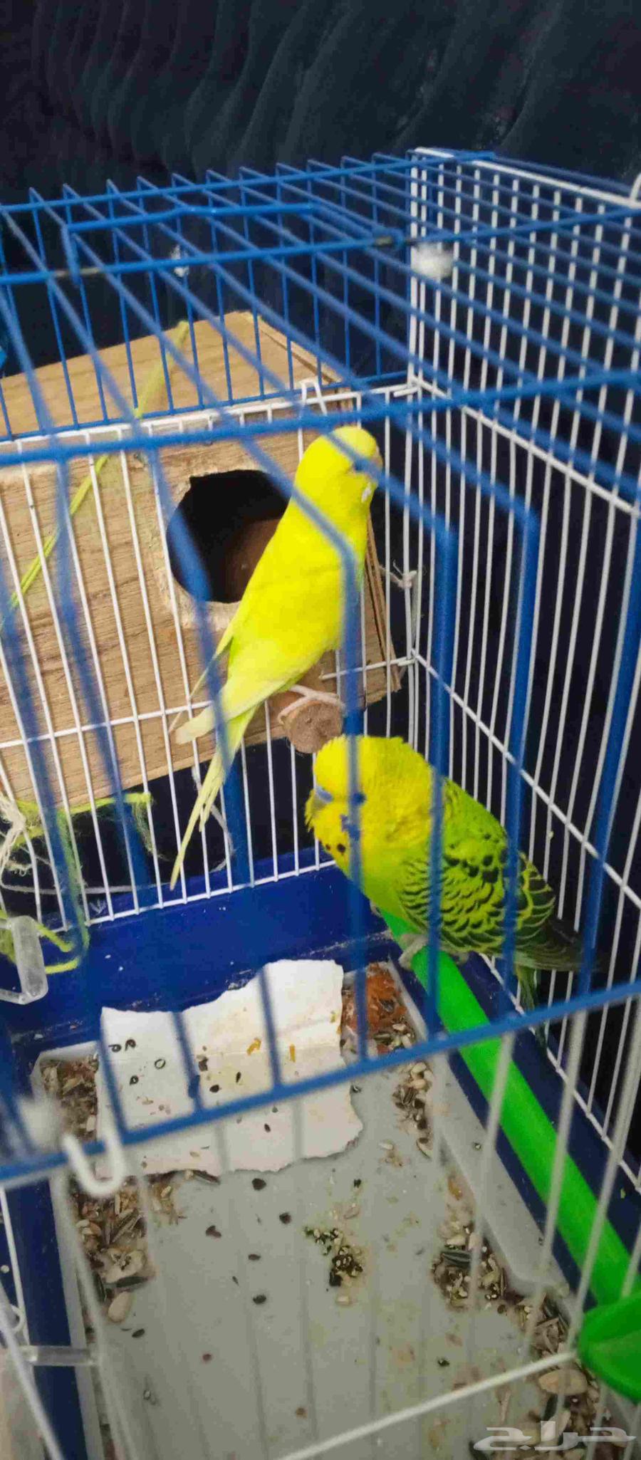Budgerigars for sale with cage63669108419971110
