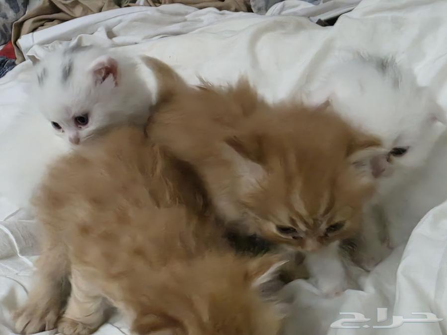 قطط (ام شيرازيه واب سكوتش)63673384558081111
