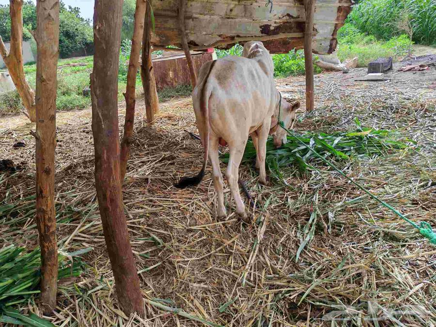 Heifer and a calf63668824452611113