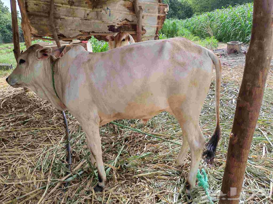 Heifer and a calf63668824452611110