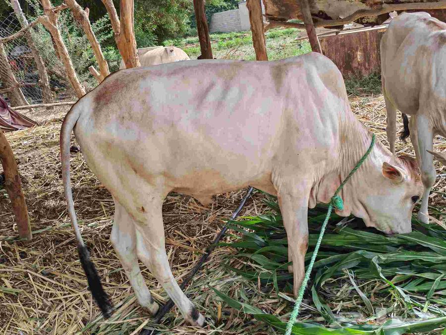 Heifer and a calf63668824452611112