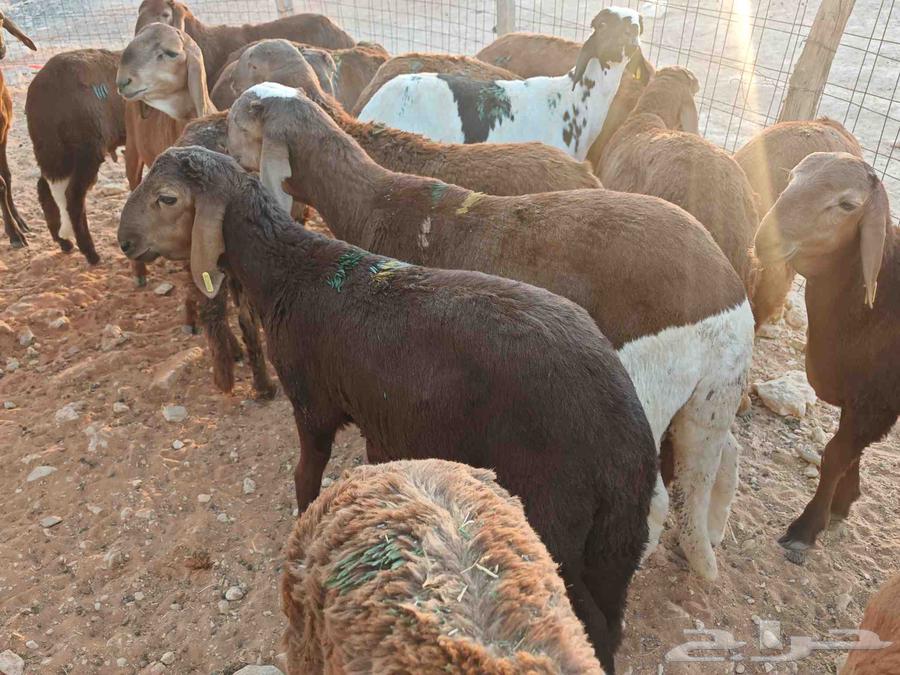 سواكن طيبة للبيع63672343737347111