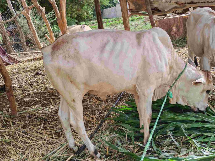 Heifer and a calf63668824452611114