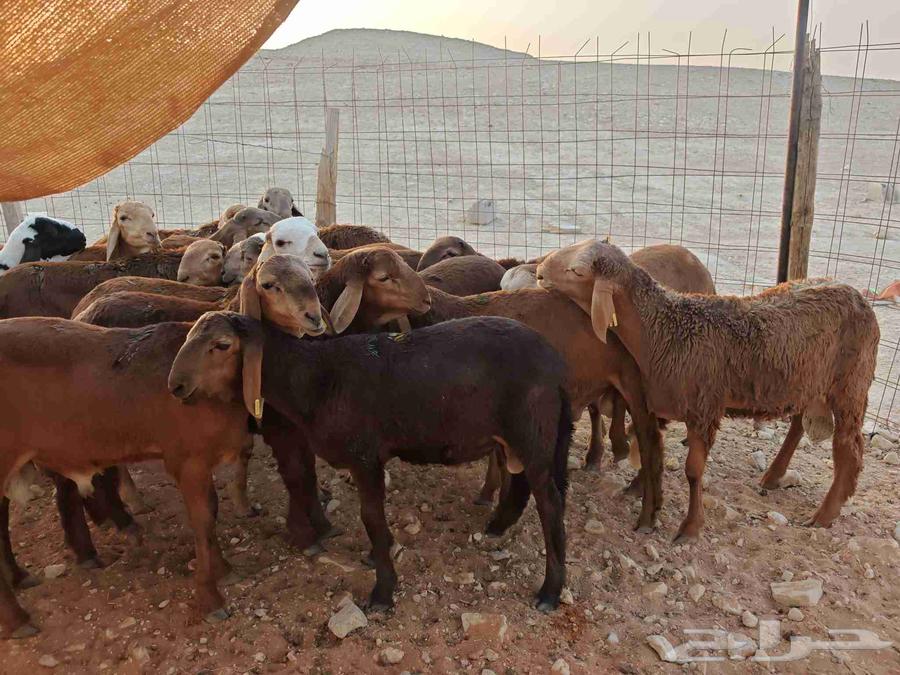 سواكن طيبة للبيع63672343737347113