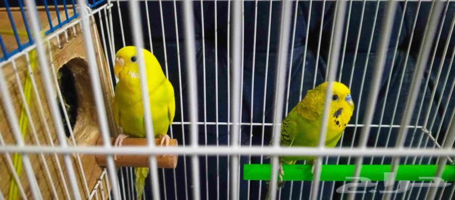 Budgerigars for sale with cage63669108419971112