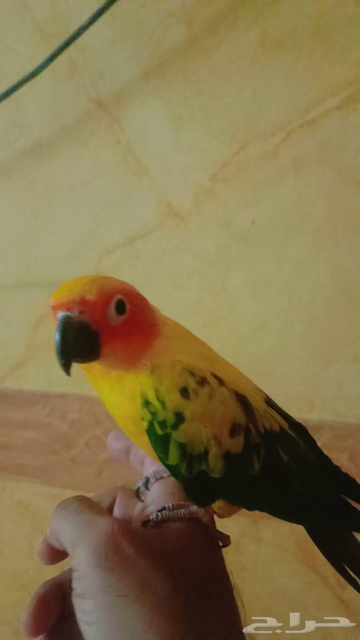 Sun Conure (Solar)63672643620482110