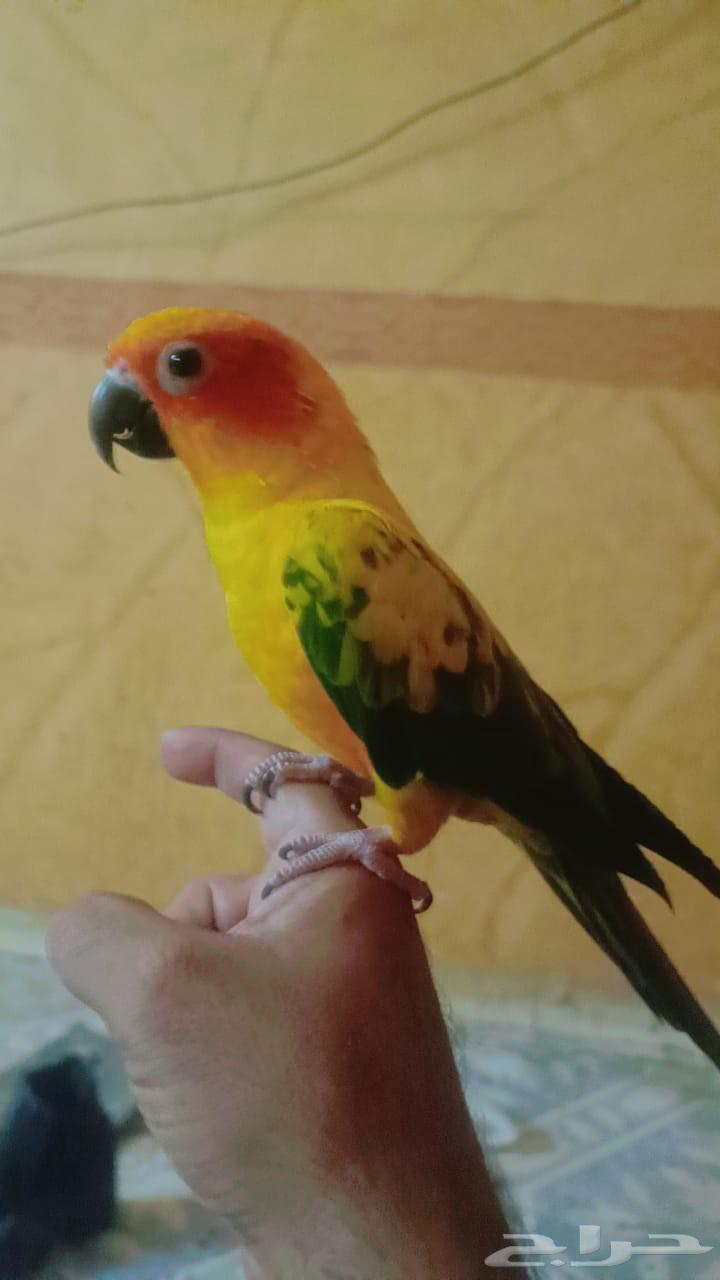 Sun Conure (Solar)63672643620482112