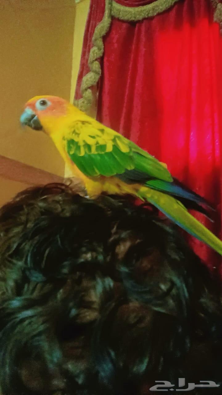 Sun Conure (Solar)63672643620482113