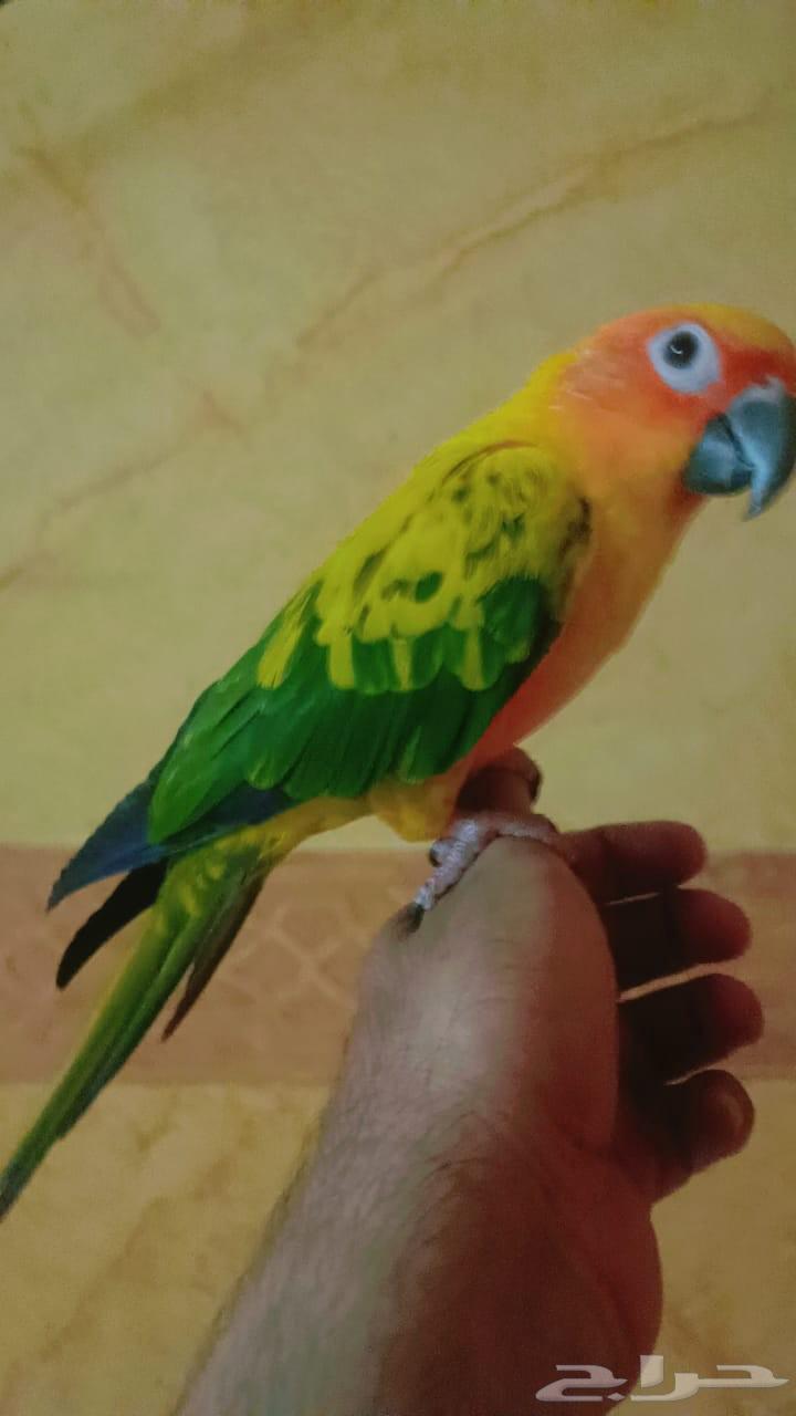 Sun Conure (Solar)63672643620482114