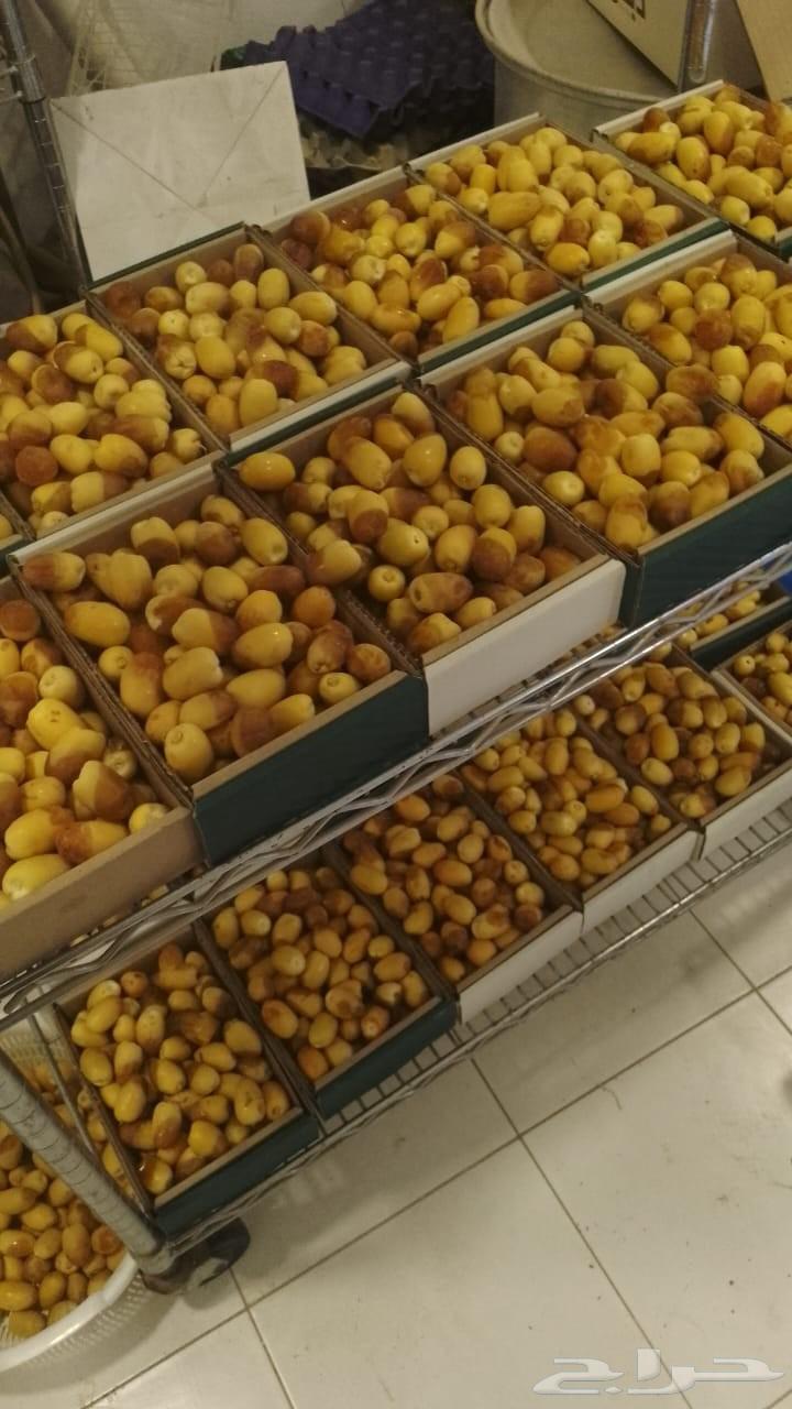 رطب خلاص الاحساء من مزرعتي63673474441602110