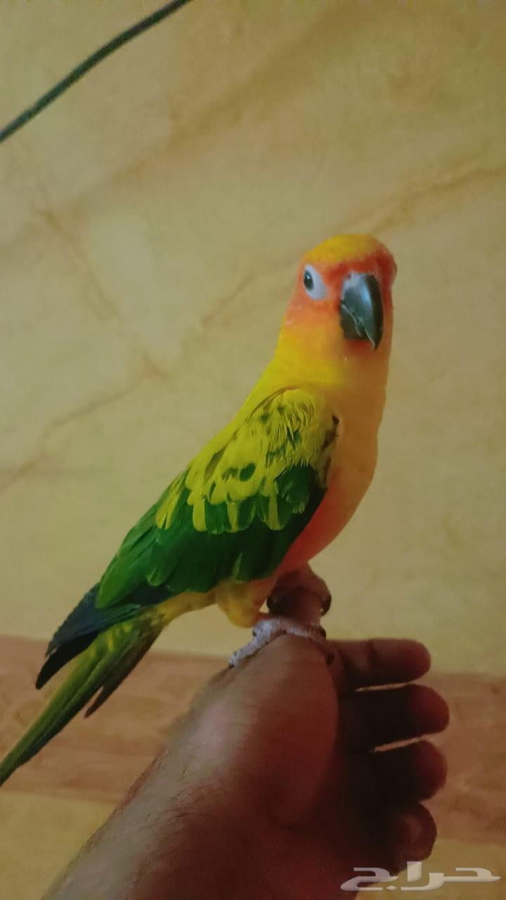 Sun Conure (Solar)63672643620482111