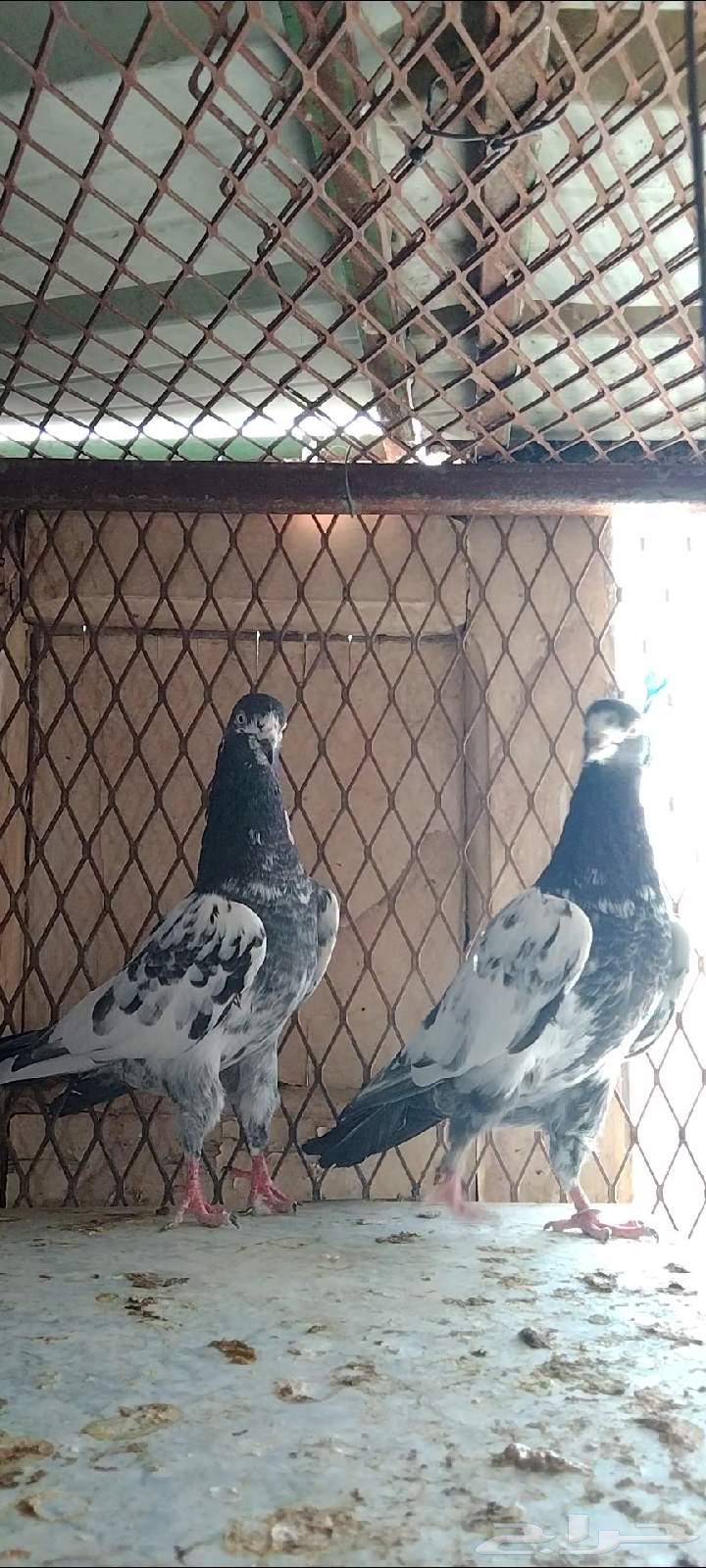 تيديات للبيع63670623209346111