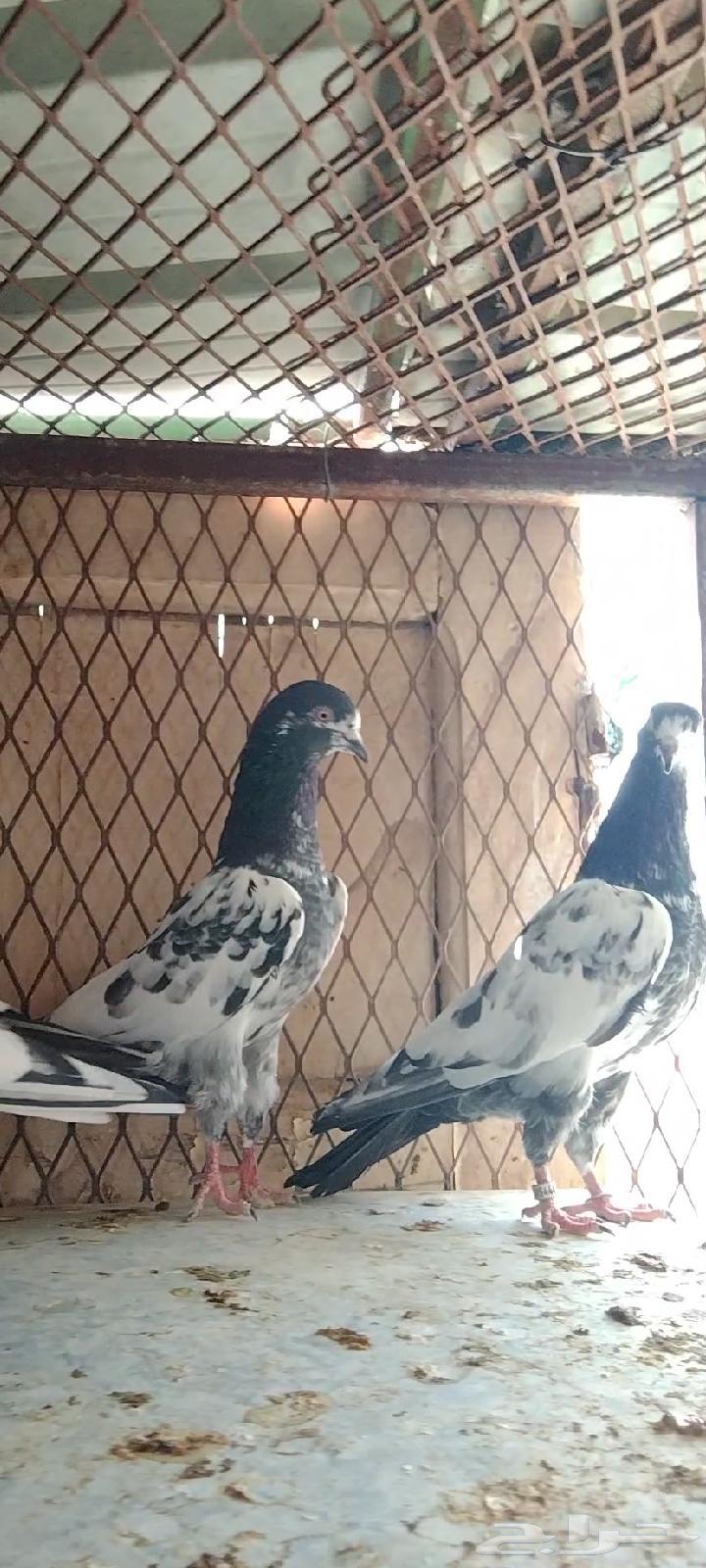 تيديات للبيع63670623209346114