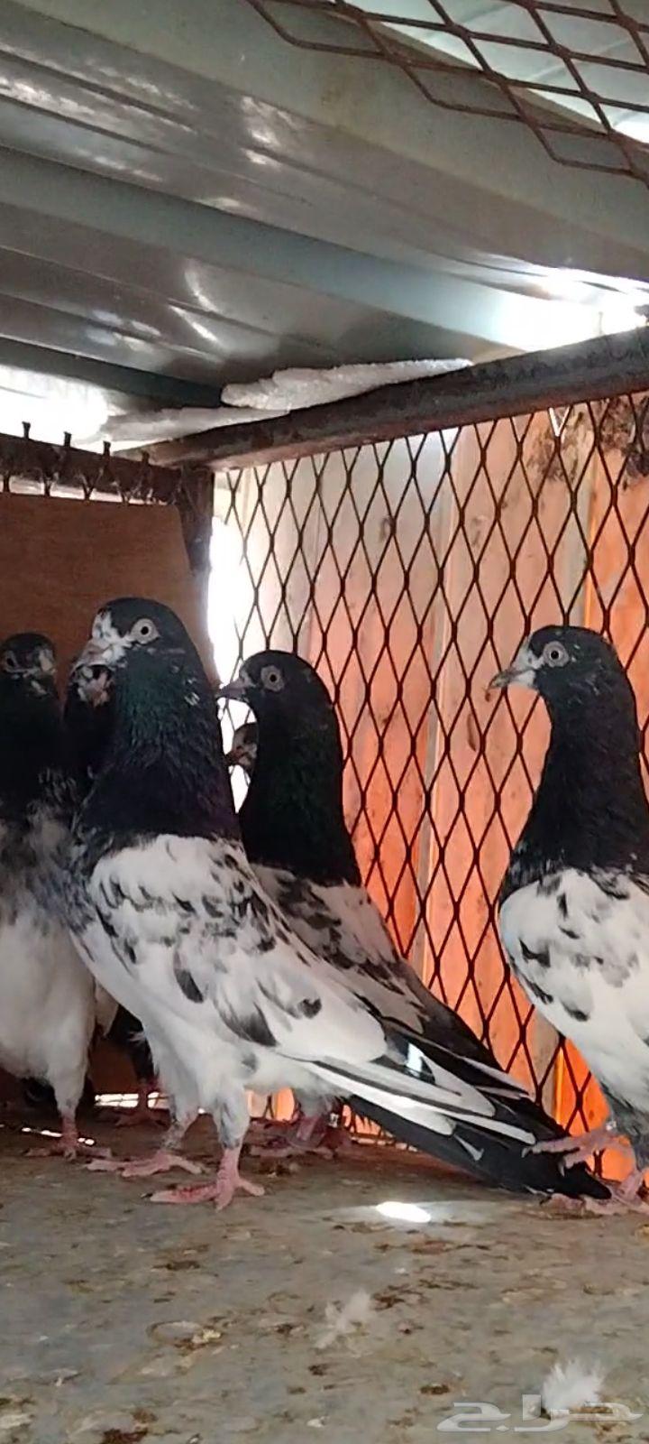 تيديات للبيع63670623209346110