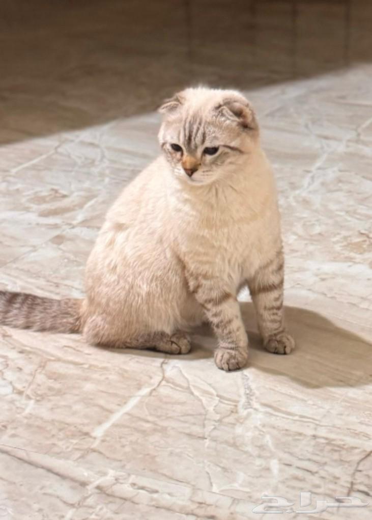 For sale Scottish Fold cat as in the picture63674985066369110