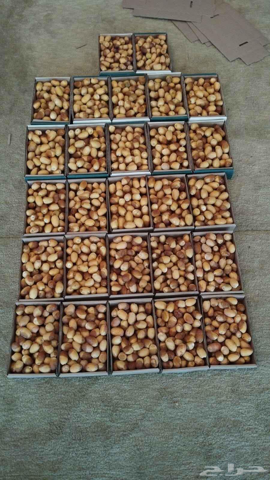 رطب خلاص الاحساء من مزرعتي63673474441602113