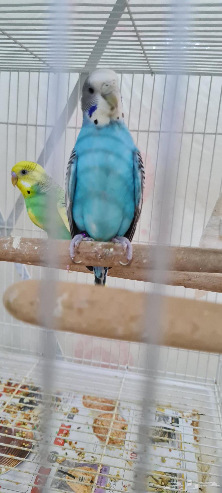 بادجي منتج للبيع63672952830337112