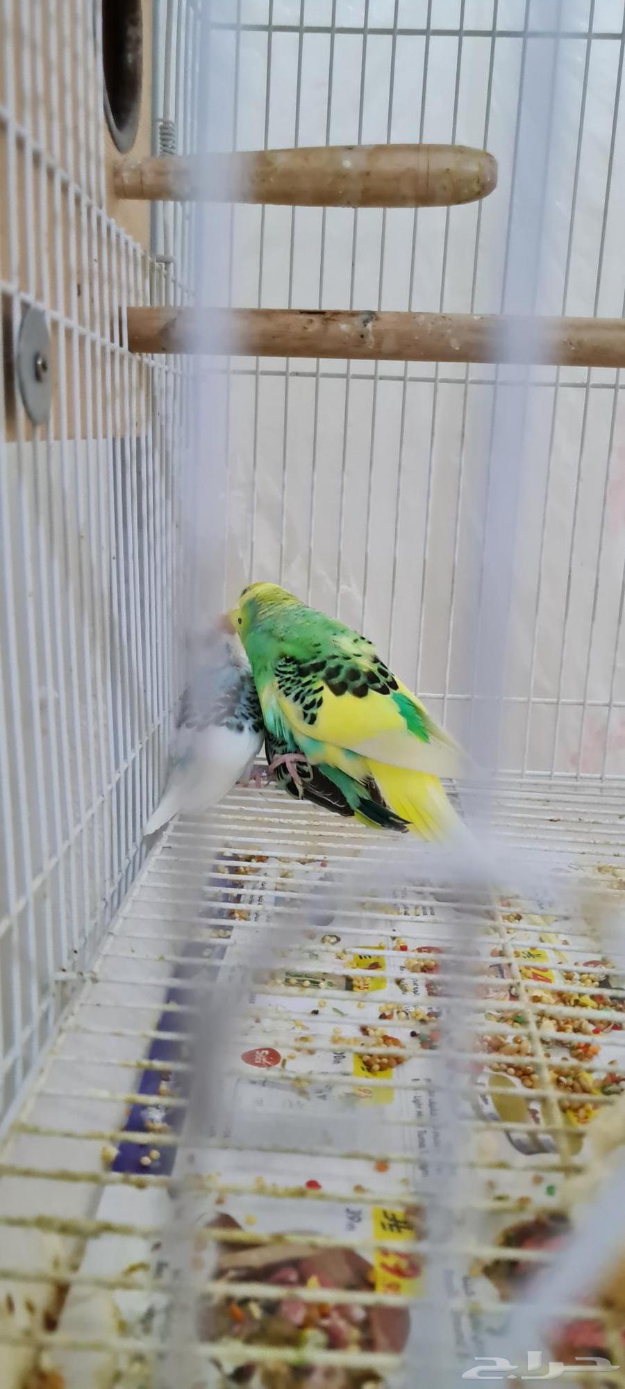 بادجي منتج للبيع63672952830337113