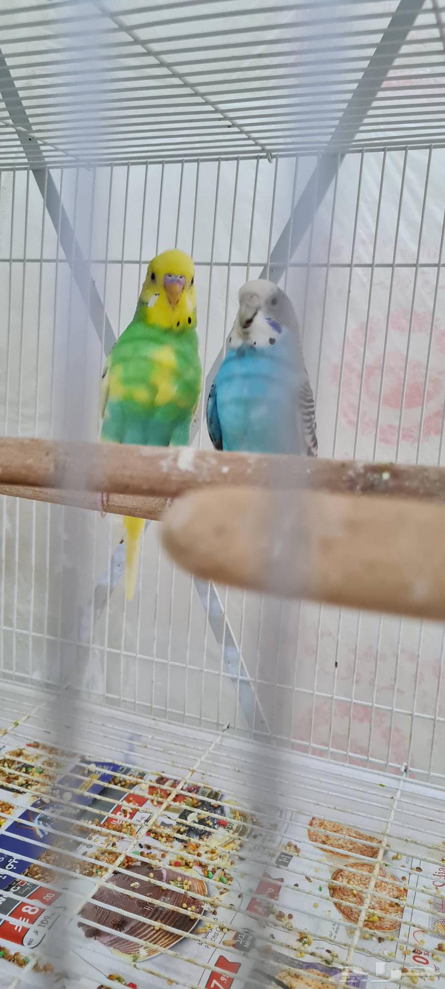 بادجي منتج للبيع63672952830337110