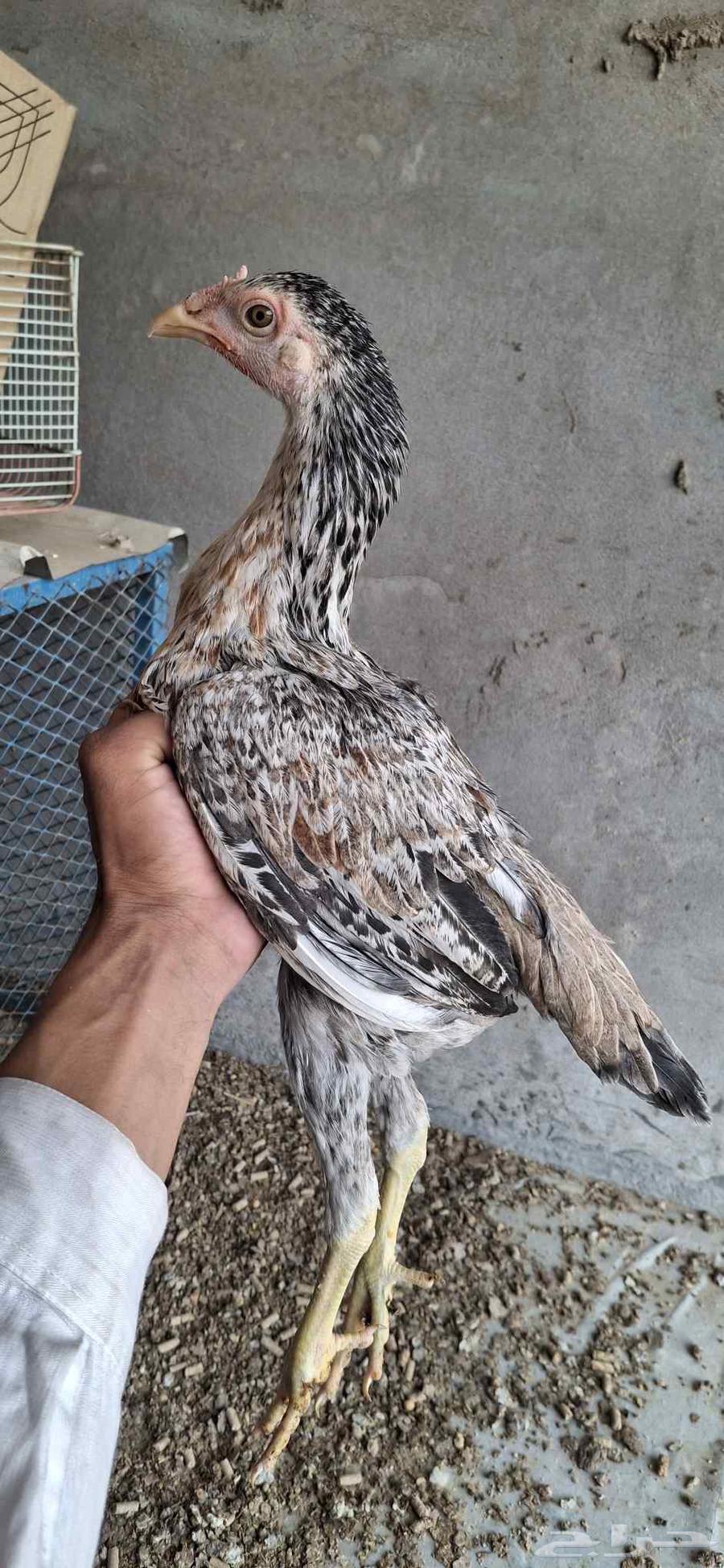 دجاج باكستاني للبيع63672749623938110