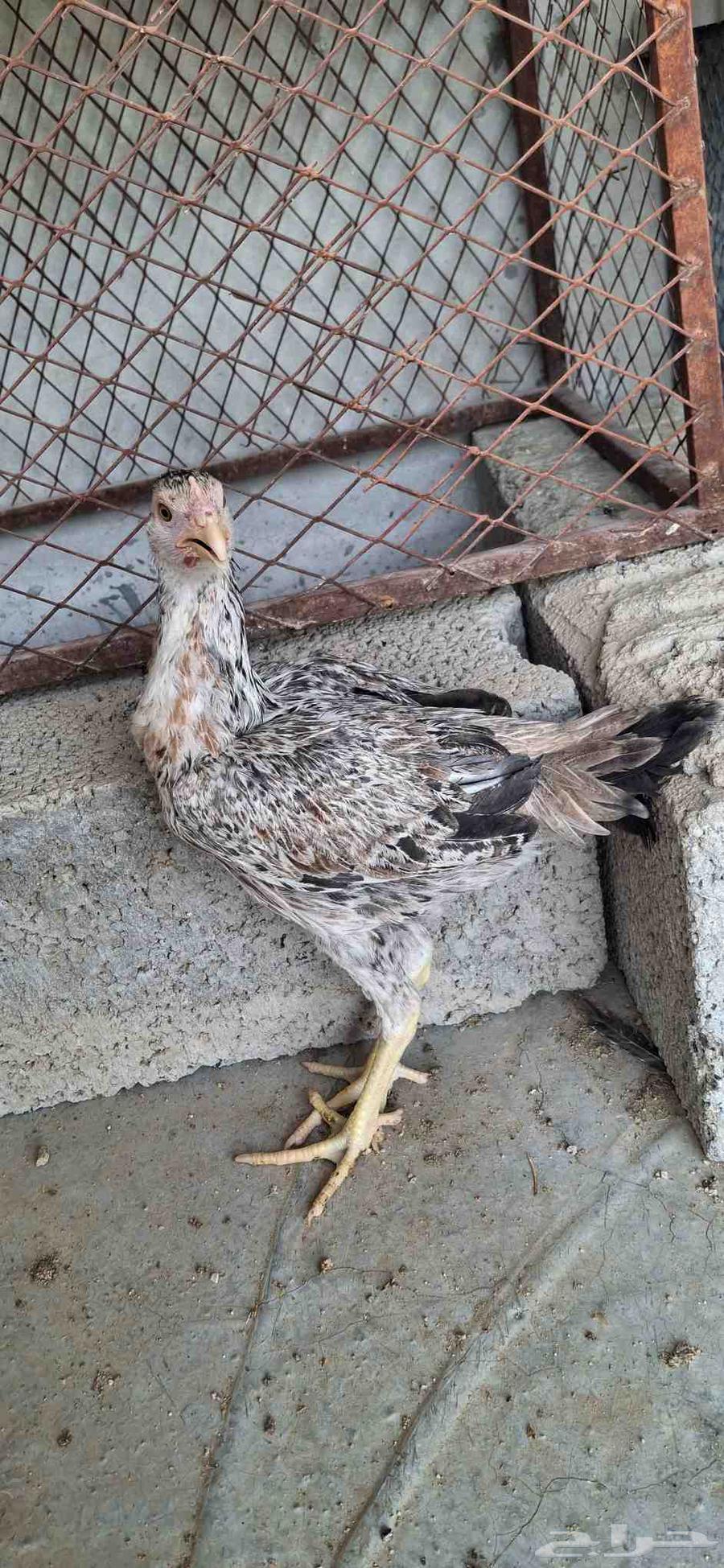 دجاج باكستاني للبيع63672749623938111