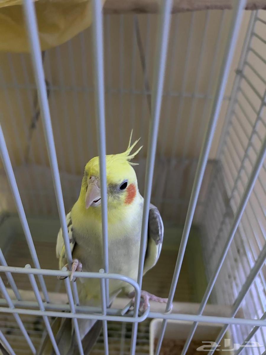 Parrot63671581864706110