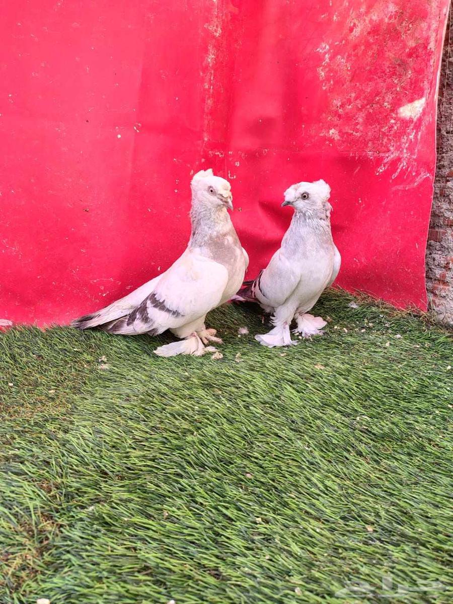 Snow walnut... Sold...63668365765506111