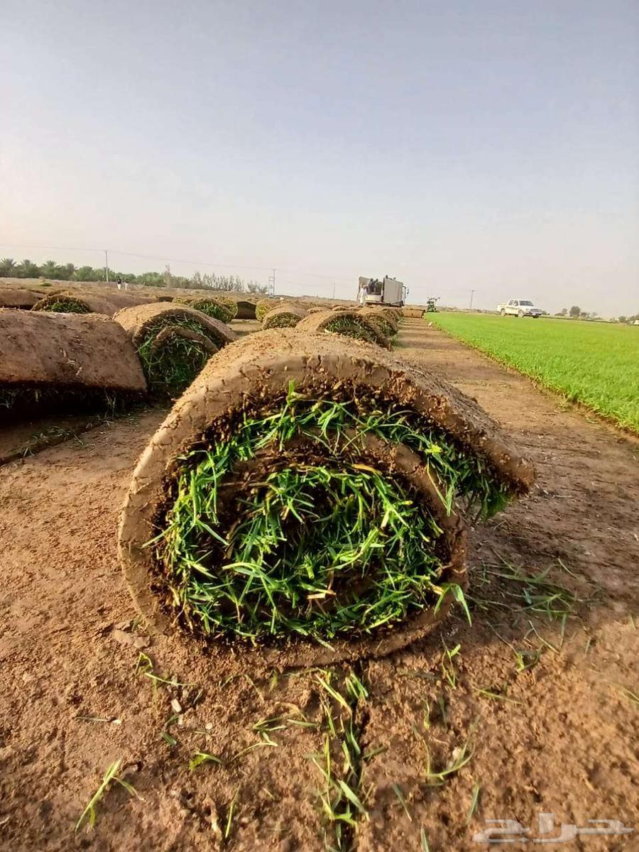 Natural Grass Turf First Grade Al-Kharj63667806975234112