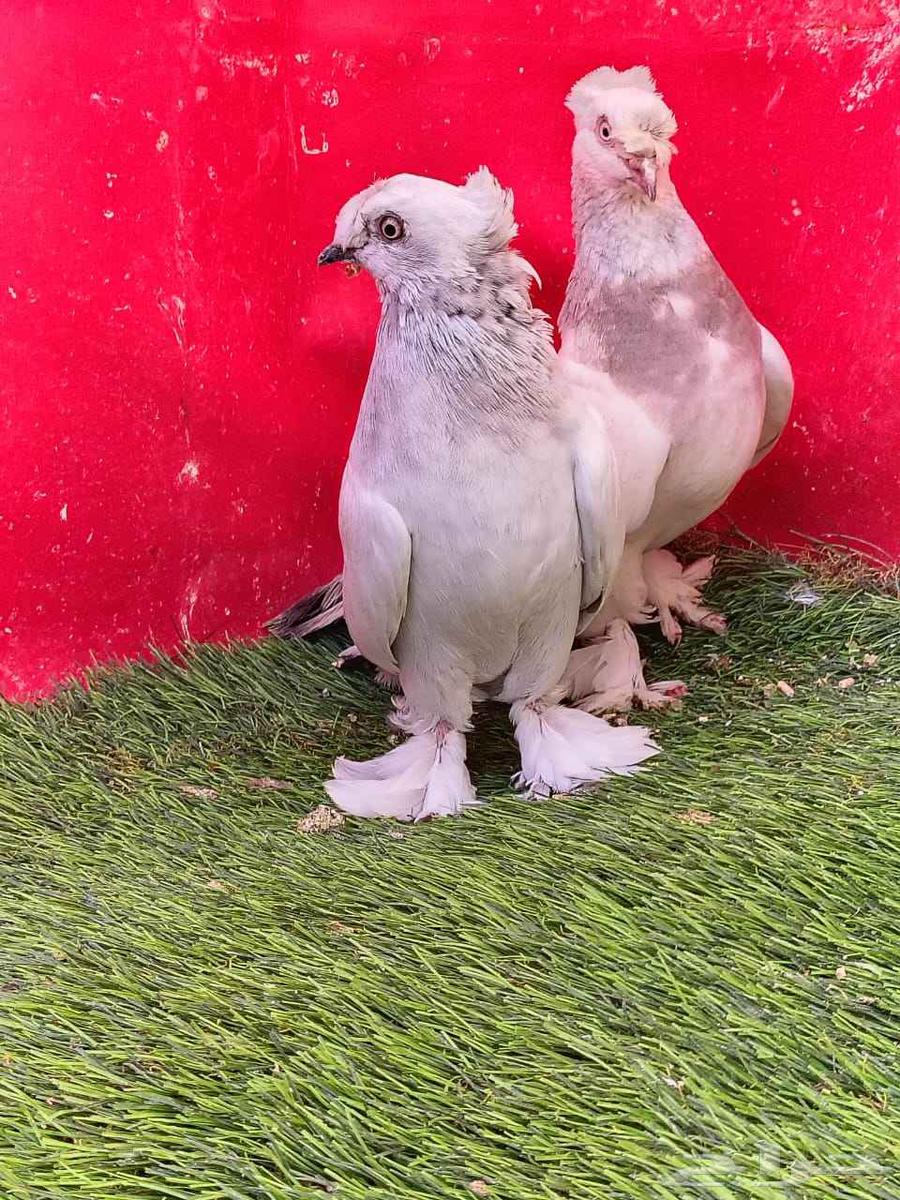 Snow walnut... Sold...63668365765506113