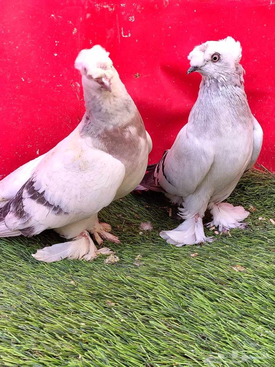Snow walnut... Sold...63668365765506110