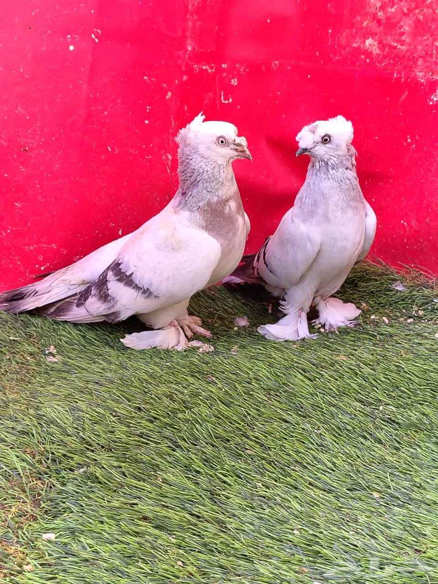 Snow walnut... Sold...63668365765506114