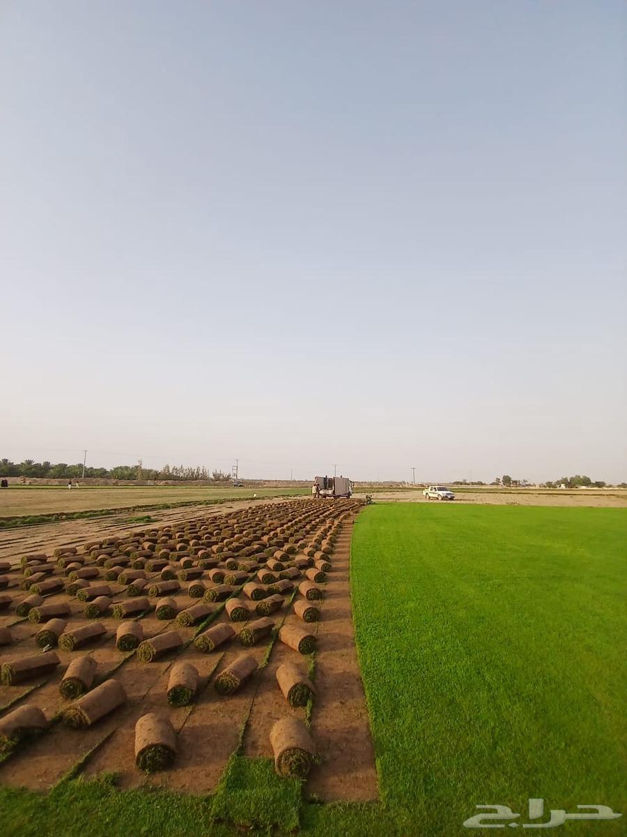 Natural Grass Turf First Grade Al-Kharj63667806975234111