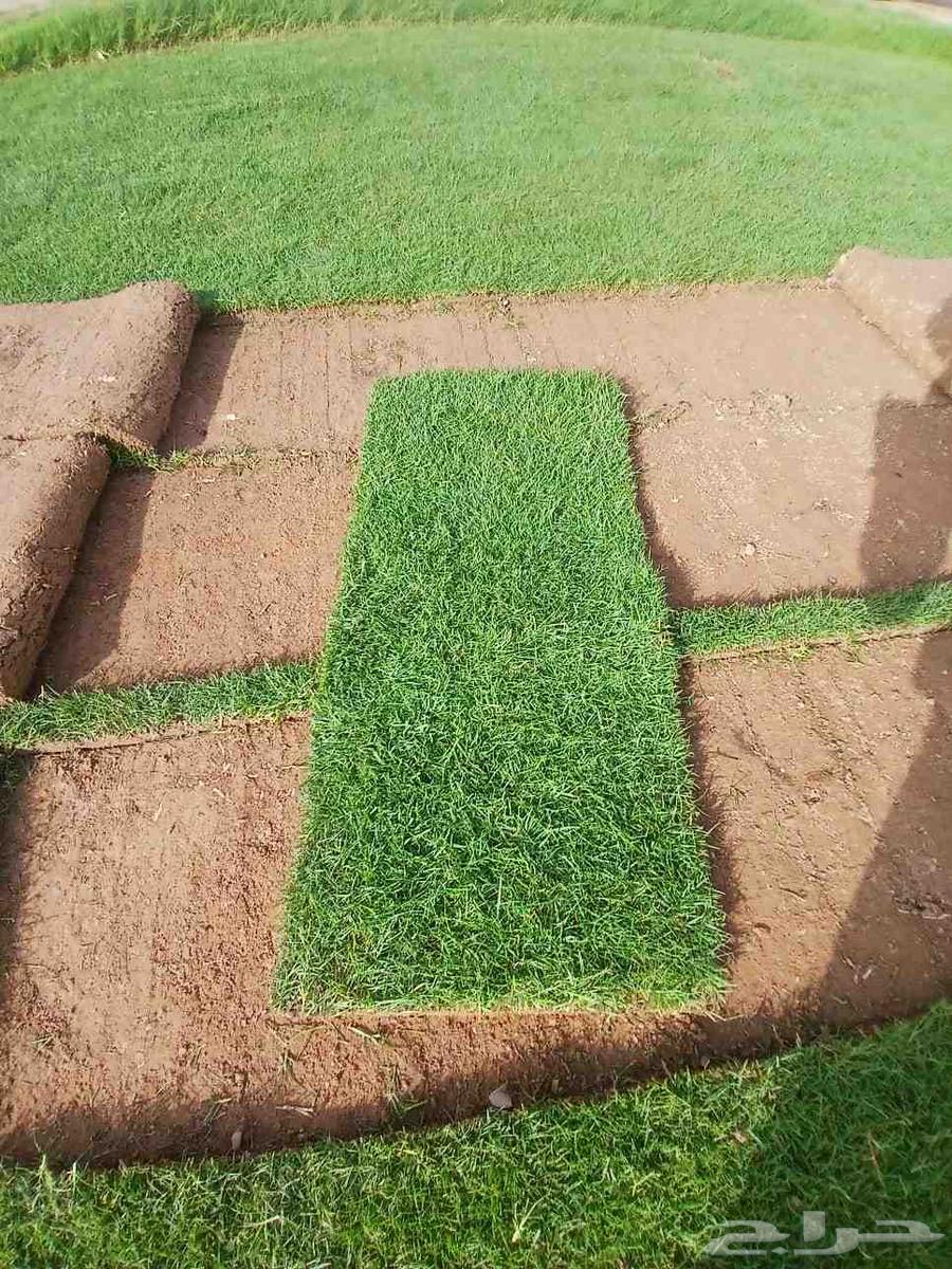 Natural Grass Turf First Grade Al-Kharj63667806975234110
