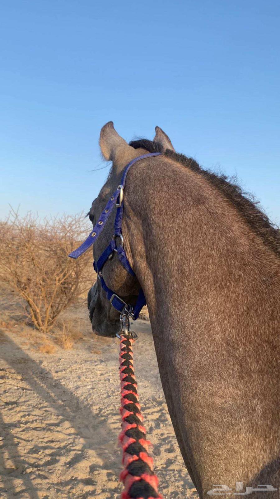 Popular Mahr of Sheikh Sulaim, playful, age 29.5, limit 3000, location Al-Rashidiyah63677078233346113