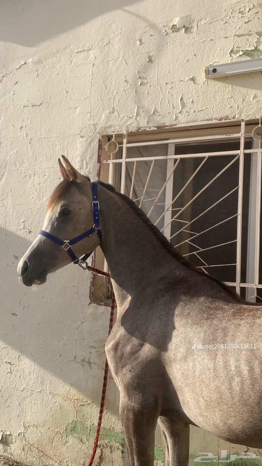 Popular Mahr of Sheikh Sulaim, playful, age 29.5, limit 3000, location Al-Rashidiyah63677078233346110