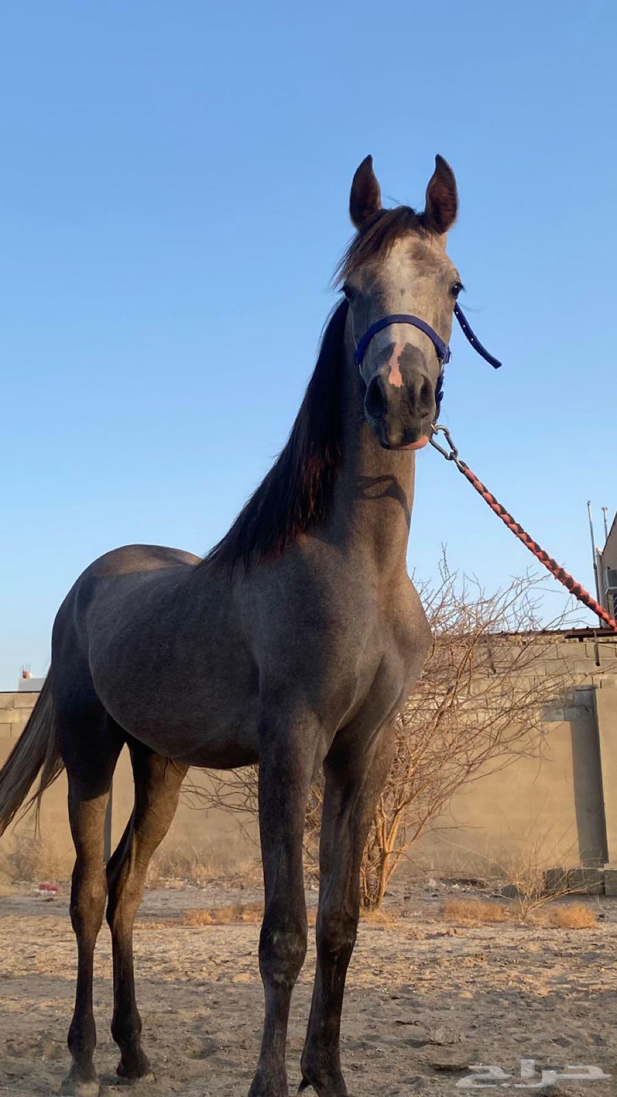 Popular Mahr of Sheikh Sulaim, playful, age 29.5, limit 3000, location Al-Rashidiyah63677078233346114
