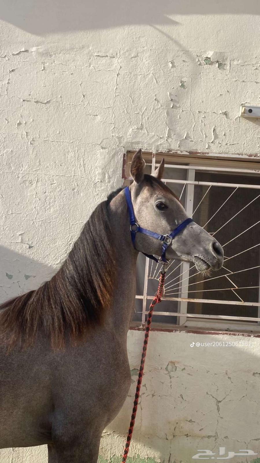Popular Mahr of Sheikh Sulaim, playful, age 29.5, limit 3000, location Al-Rashidiyah63677078233346111