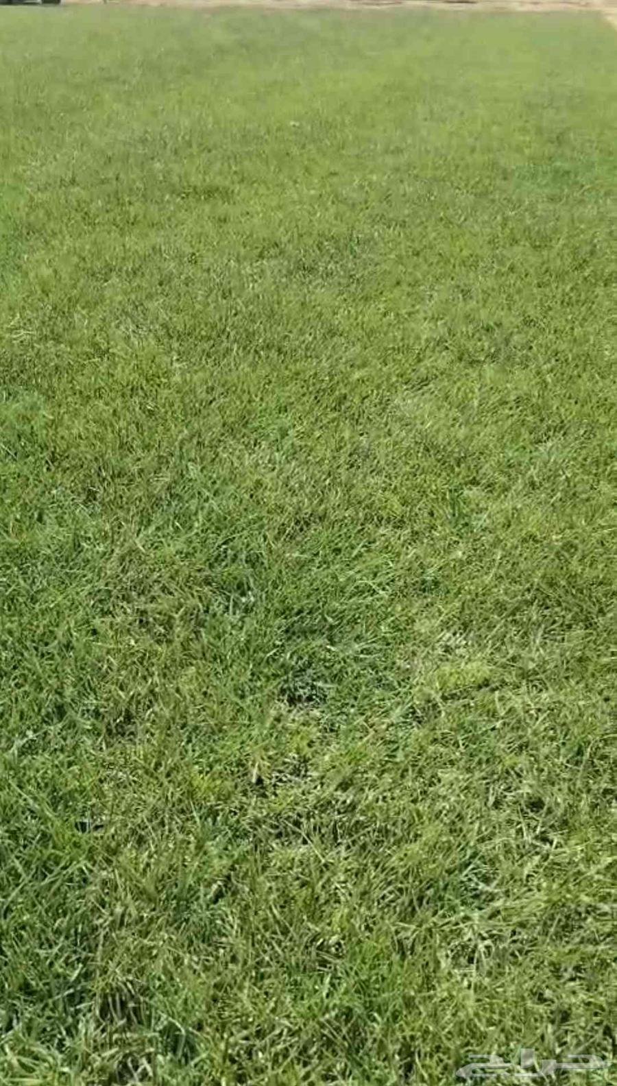 ثيل طبيعي سي الفين درجه اولى صافي ونضيف63679919168003112