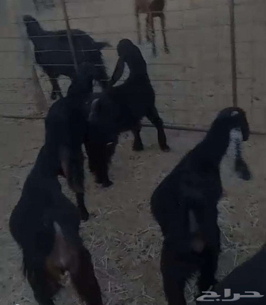 The sheep are six: five female and one male, fat and clean63677427037955110