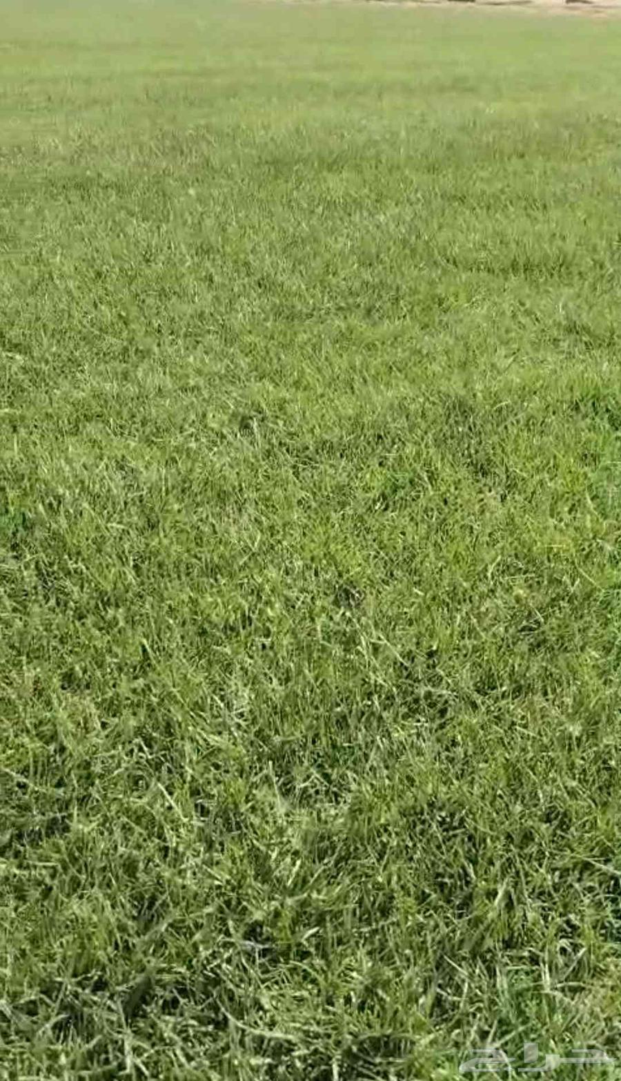 ثيل طبيعي سي الفين درجه اولى صافي ونضيف63679919168003111