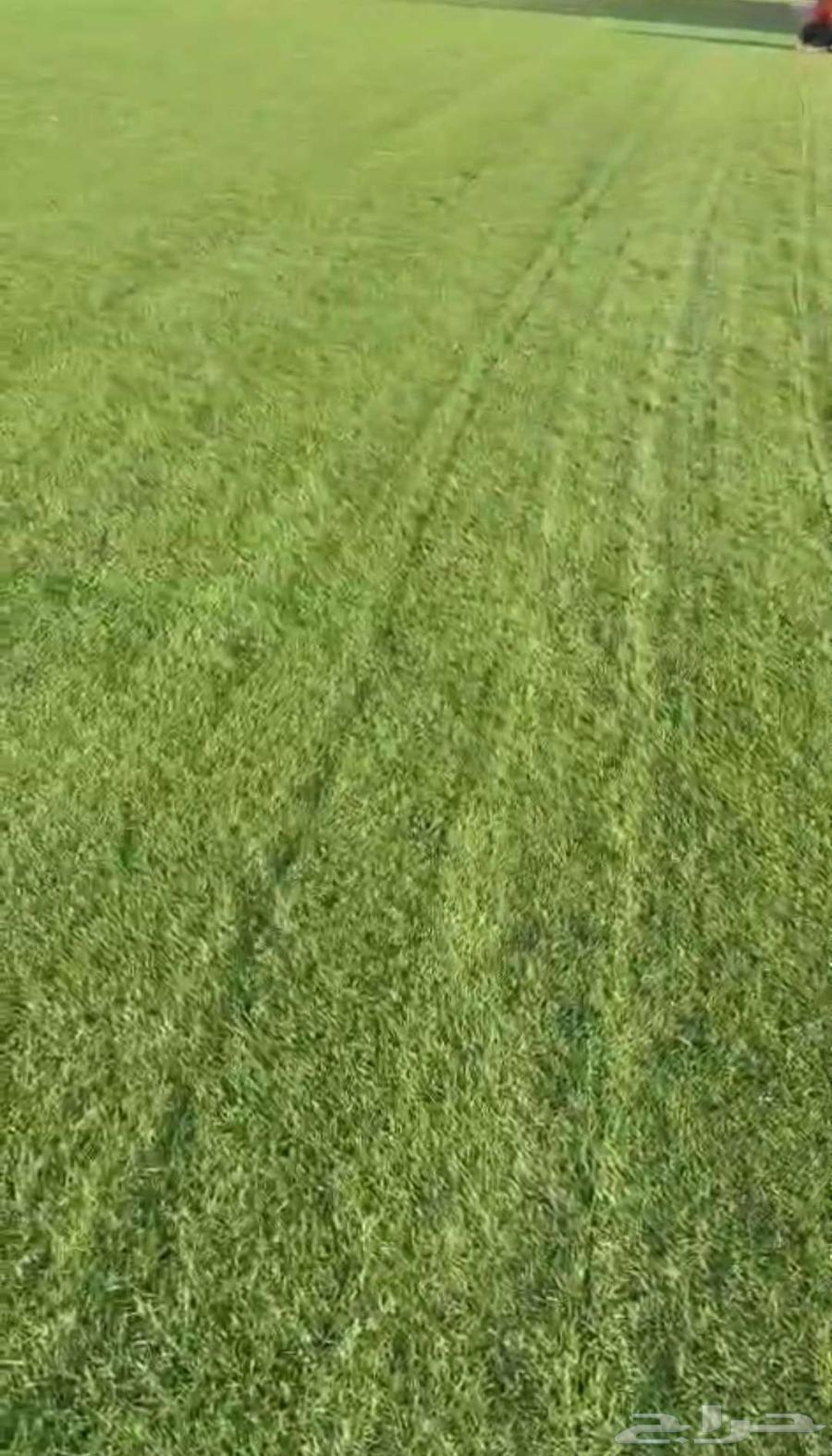 ثيل طبيعي سي الفين درجه اولى صافي ونضيف63679919168003114