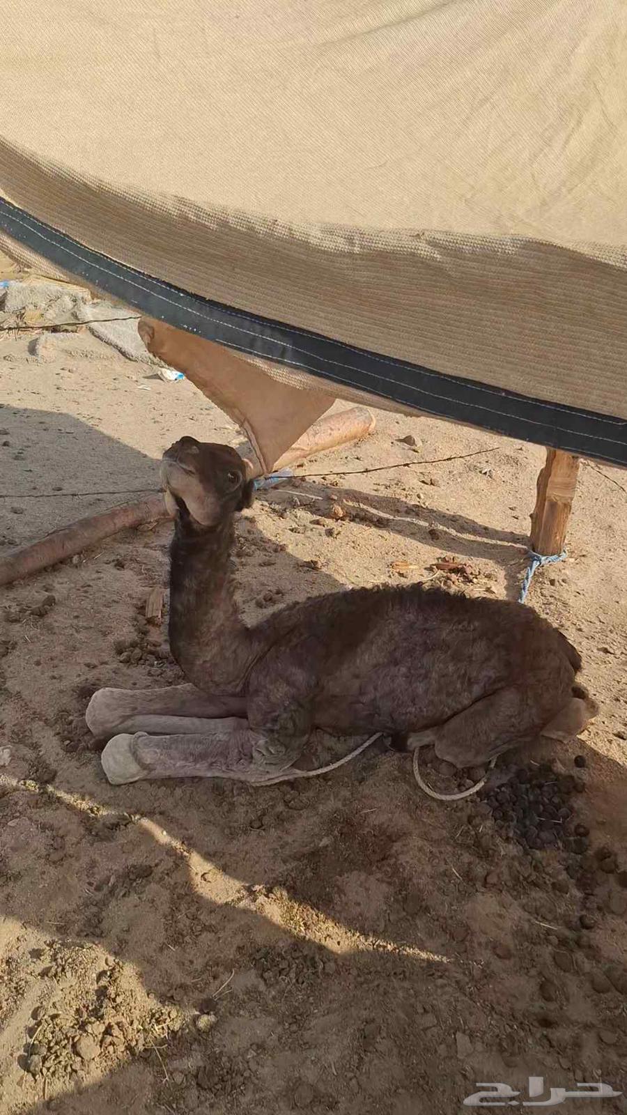 ناقه خلفه مشروطه من جميع العذاريب63678560597635113