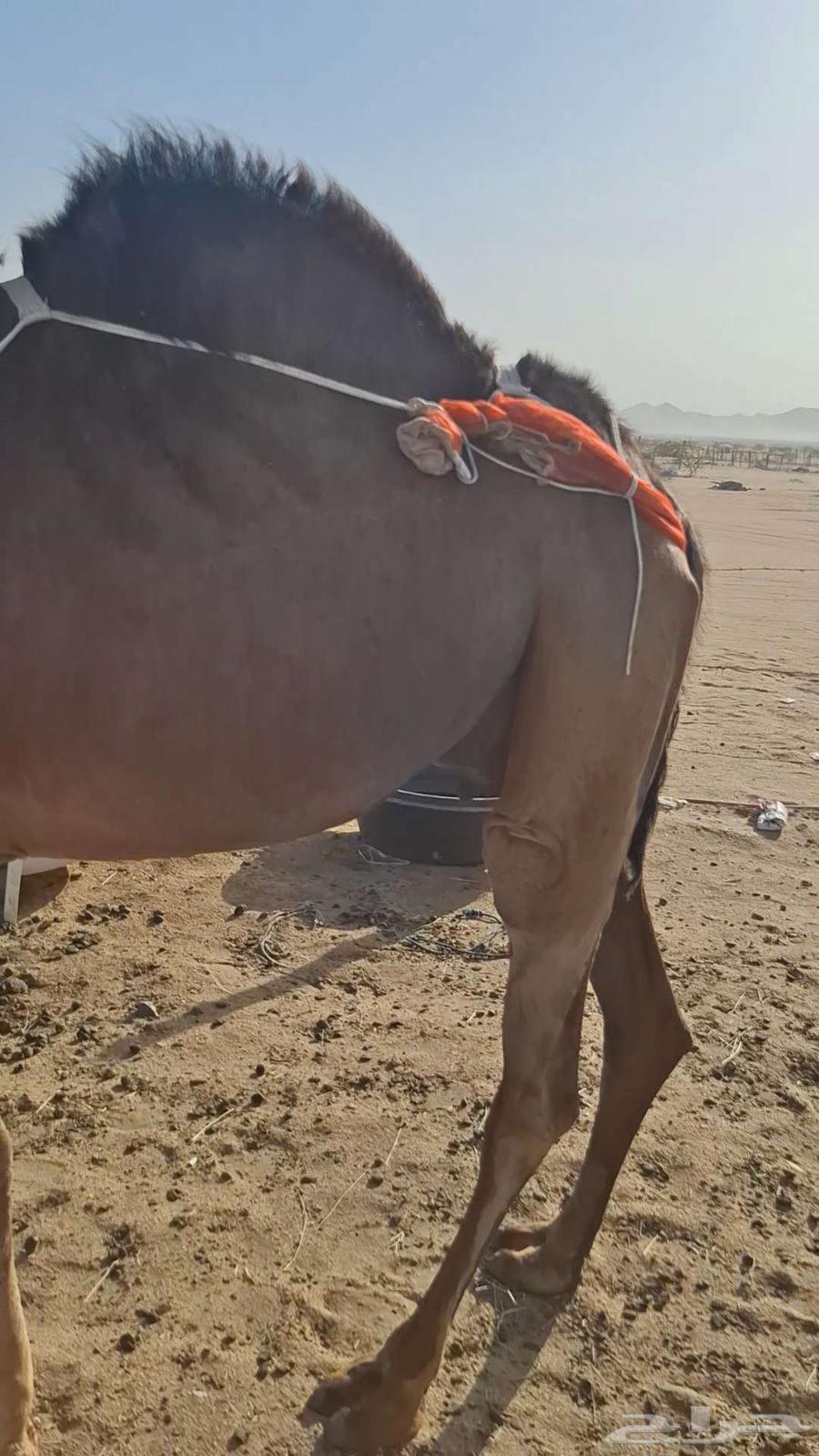 ناقه خلفه مشروطه من جميع العذاريب63678560597635110