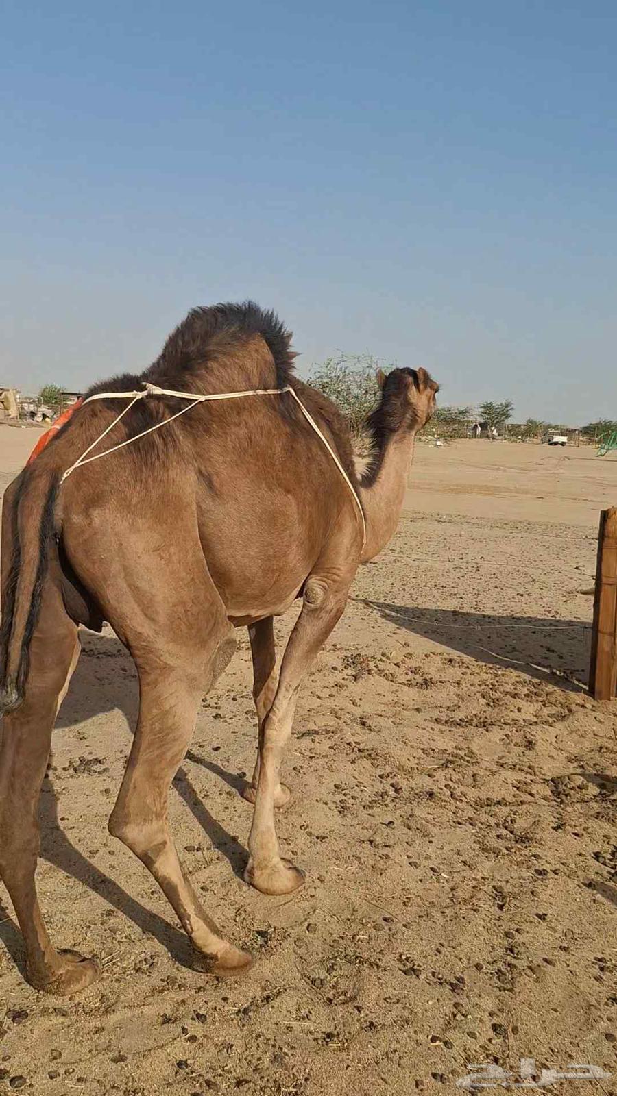 ناقه خلفه مشروطه من جميع العذاريب63678560597635114
